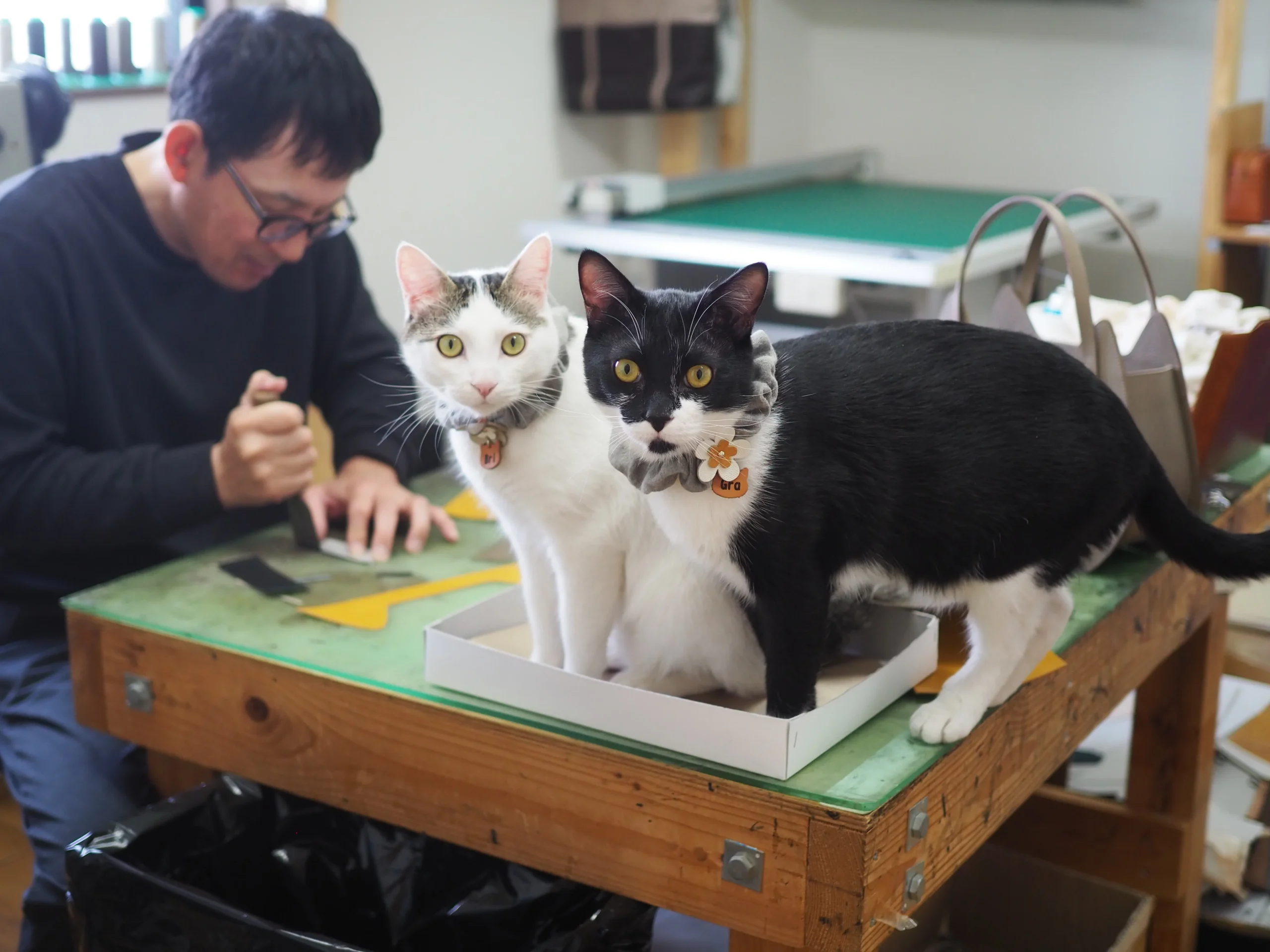 猫と俺